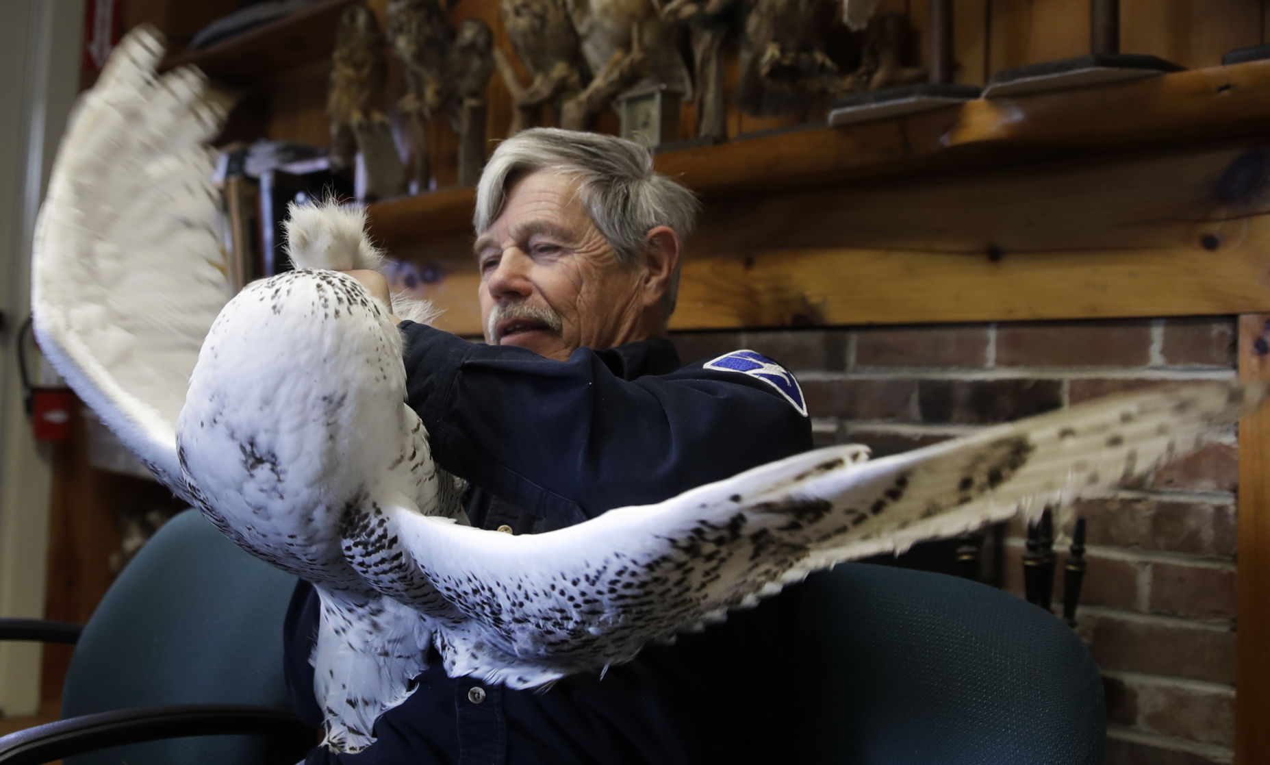 Museum director with owl